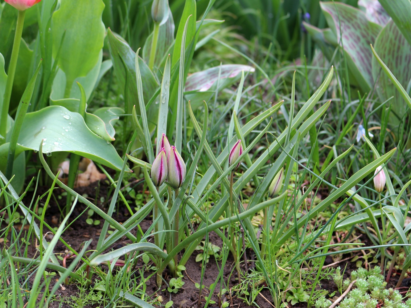 Изображение особи Tulipa humilis.