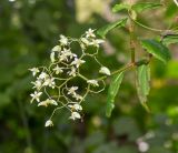 Begonia glabra