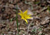 Tulipa biebersteiniana. Верхушка цветущего растения. Волгоградская обл., Калачёвский р-н, северное побережье Береславского водохранилища, окраина поля. 15.04.2021.