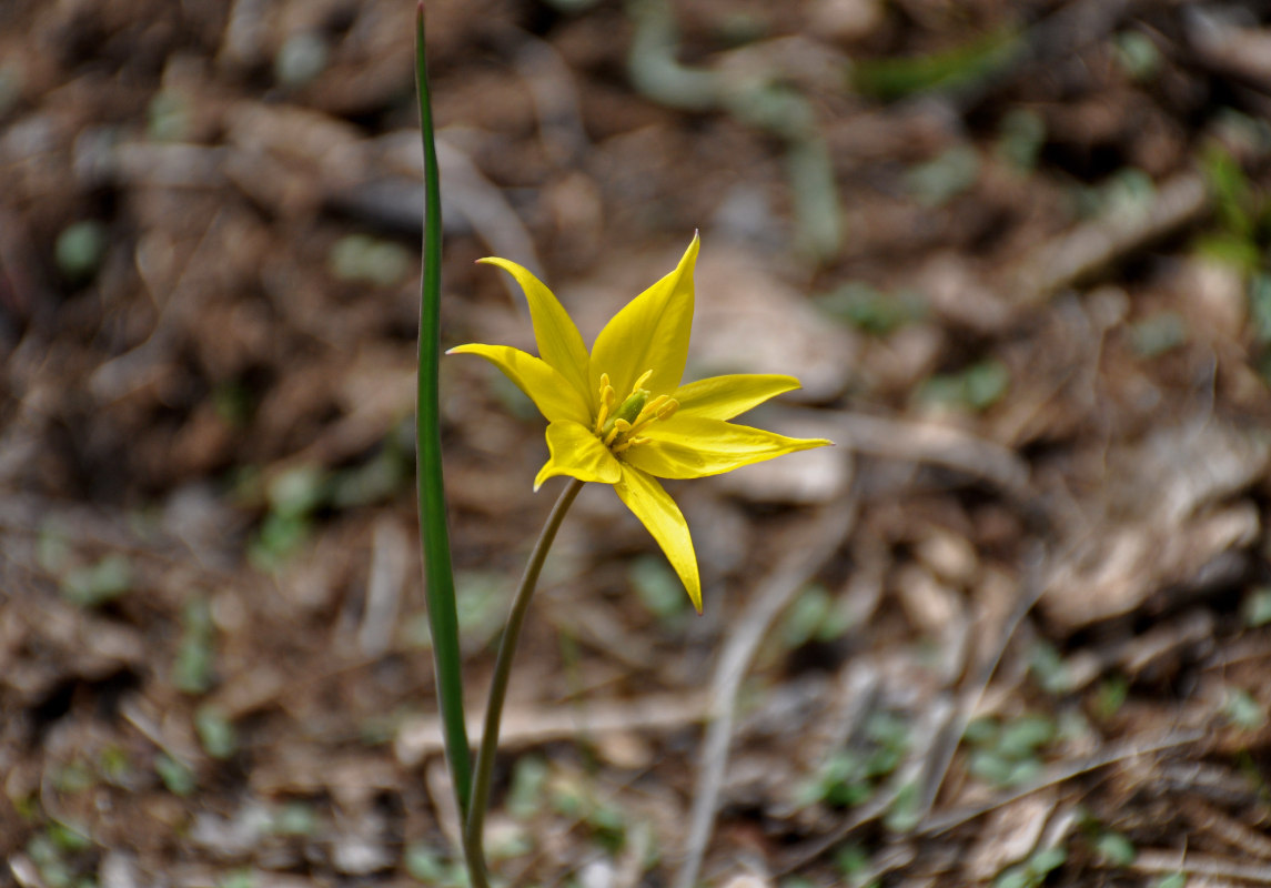 Изображение особи Tulipa biebersteiniana.