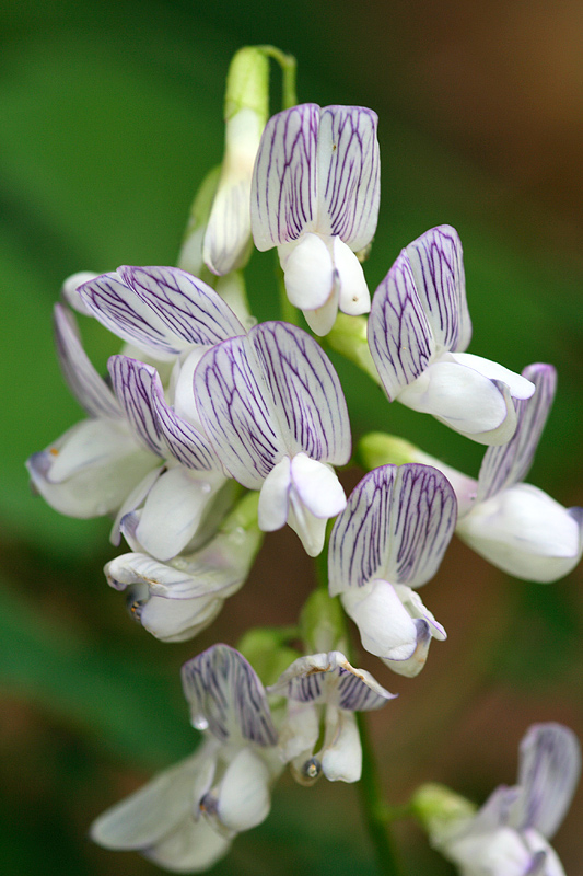 Image of Vicia sylvatica specimen.