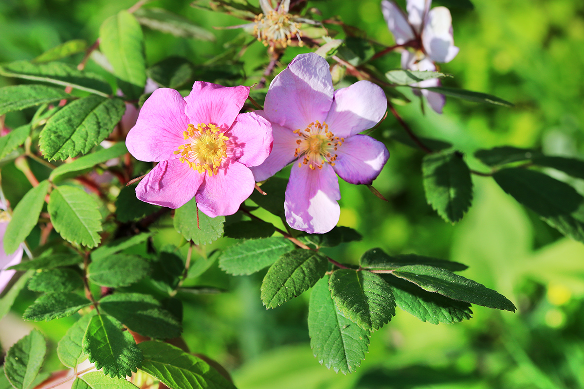 Изображение особи Rosa acicularis.