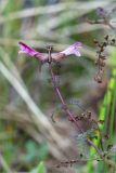 Pedicularis palustris
