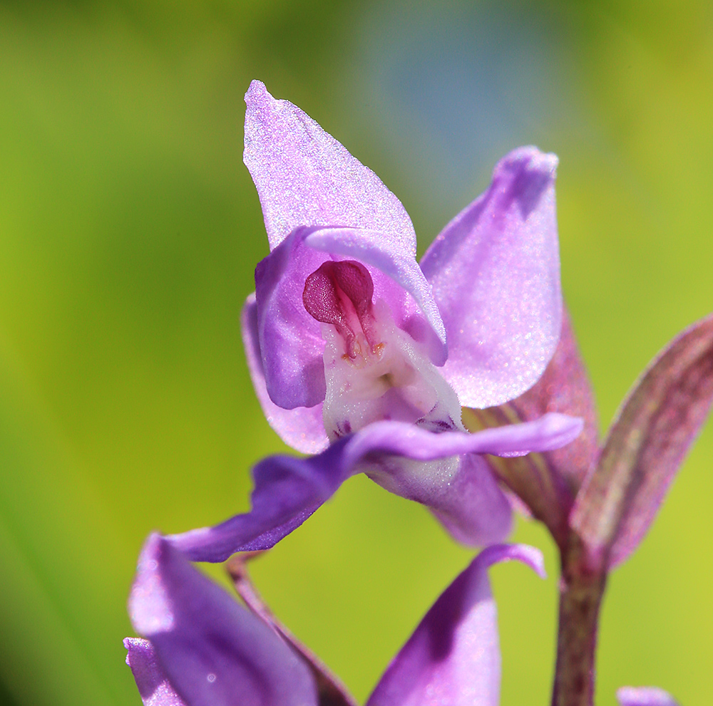 Image of Ponerorchis chusua specimen.