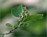 Amelanchier spicata