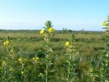 Oenothera villosa. Верхние части цветущих растений. Хабаровский край, р-н им. Лазо, начало Оборской ветки (у поворота Владивостокского шоссе на пос. Сита). 25.07.2009.