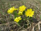 Adonis vernalis