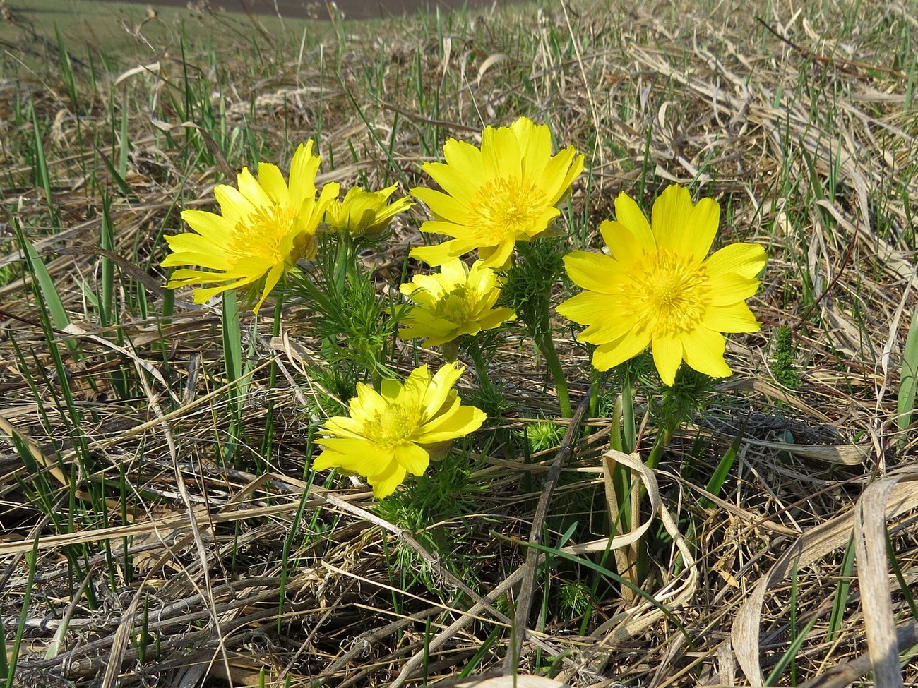 Изображение особи Adonis vernalis.