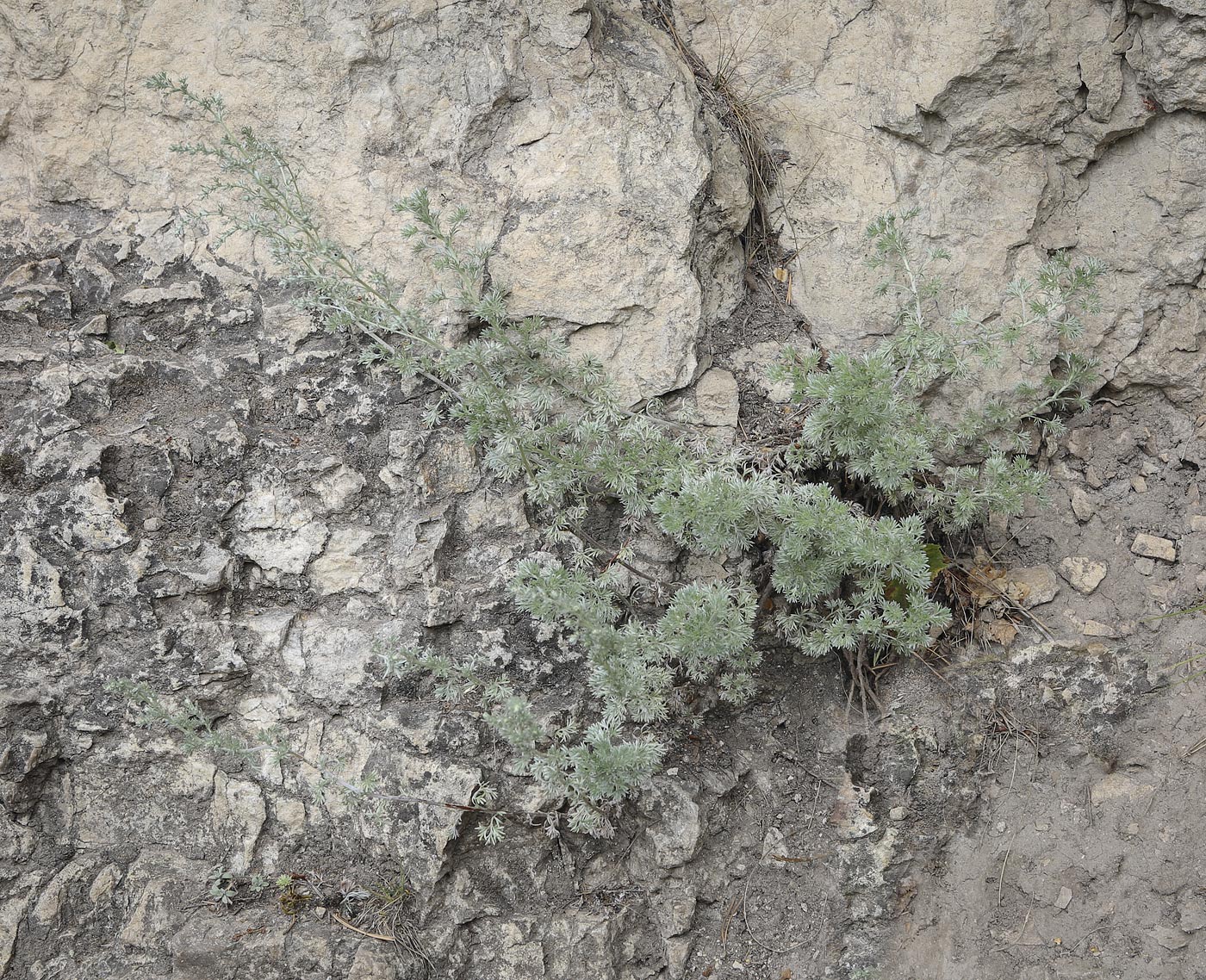 Image of Artemisia frigida specimen.