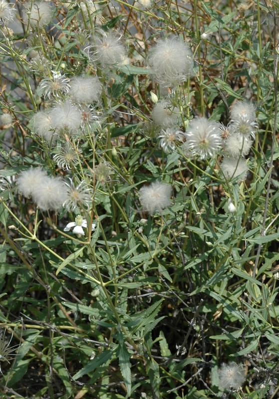 Image of Clematis songorica specimen.