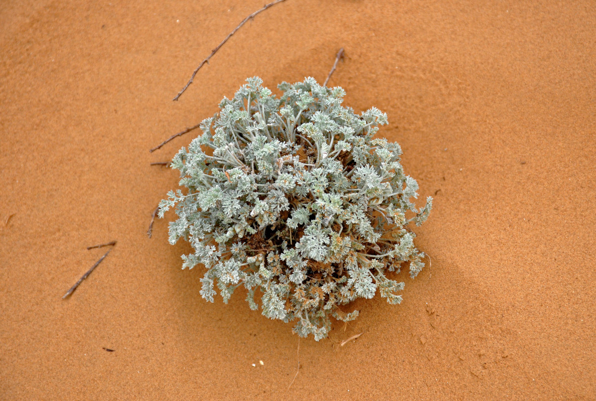 Image of genus Artemisia specimen.