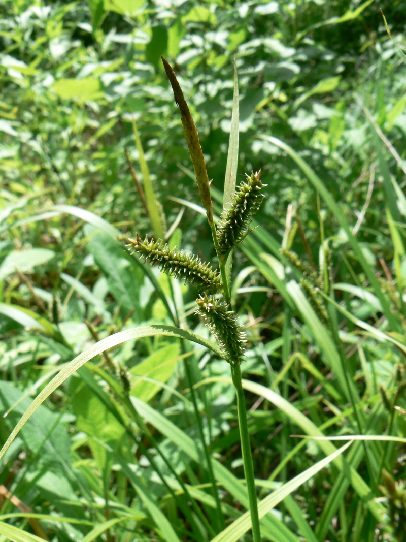 Изображение особи род Carex.