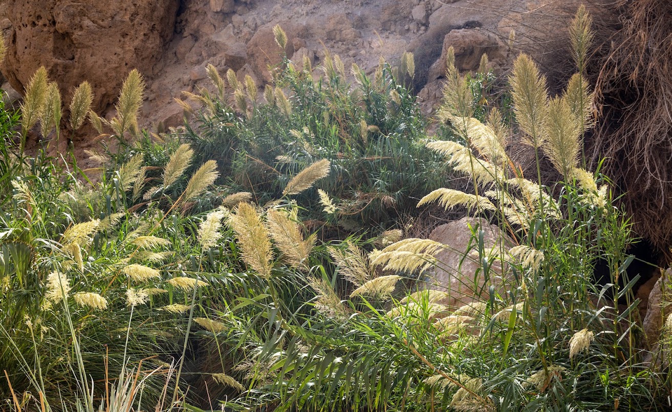 Image of Arundo donax specimen.