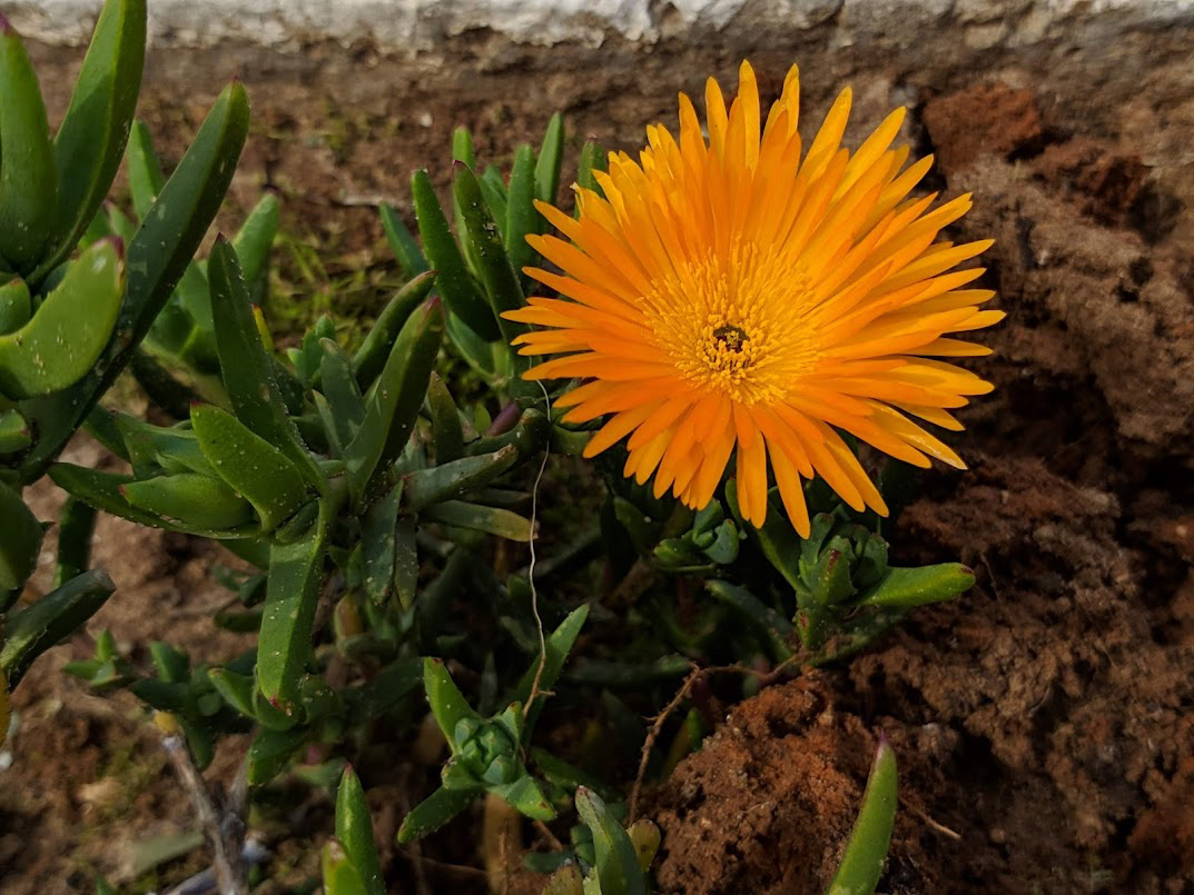 Изображение особи семейство Aizoaceae.