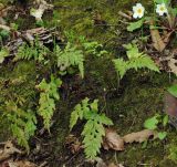 Asplenium adiantum-nigrum