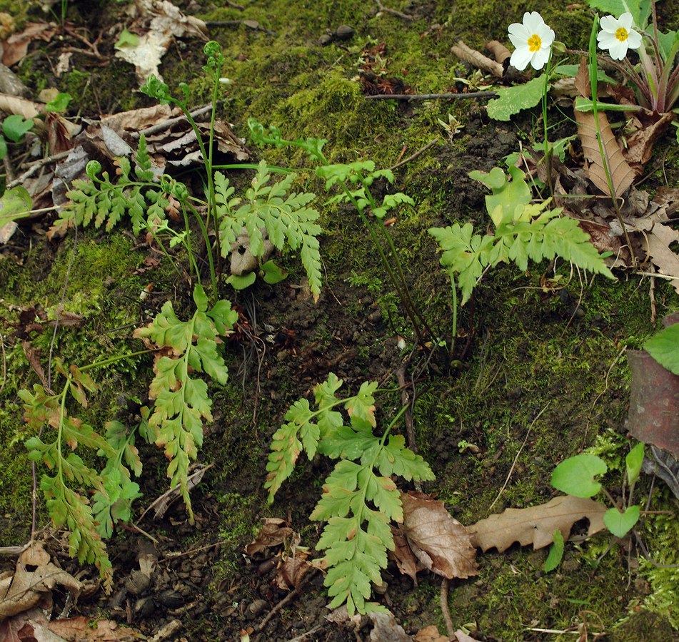 Изображение особи Asplenium adiantum-nigrum.