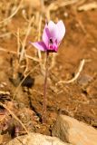 Cyclamen graecum