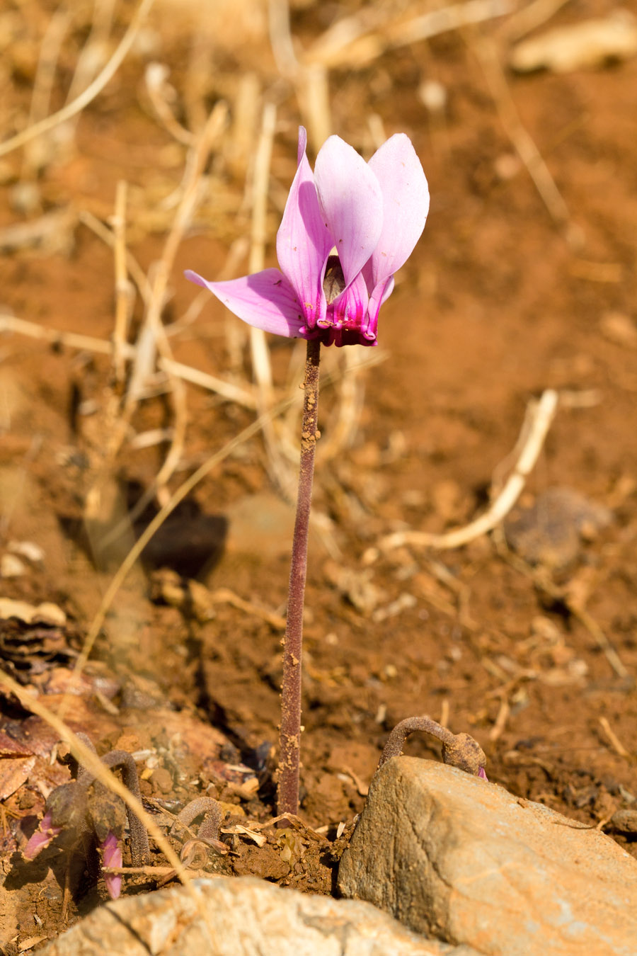 Image of Cyclamen graecum specimen.