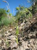 Valerianella turkestanica. Плодоносящее растение. Южный Казахстан, Сырдарьинский Каратау, Юго-Восточный Каратау, горы Улькен-Актау, каньон р. Шабакты, склон зап. экспозиции на краю тугая. 22 мая 2021 г.