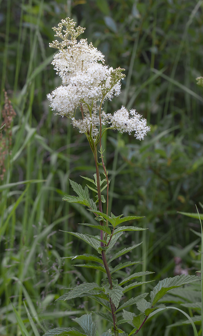 Image of Filipendula ulmaria specimen.