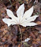 Filipendula palmata