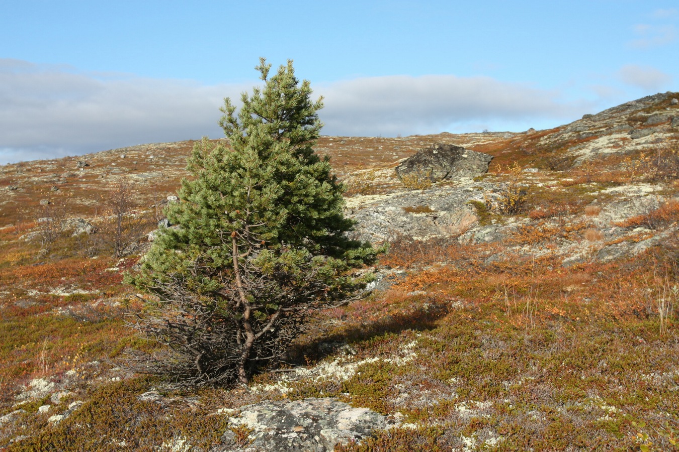 Image of Pinus friesiana specimen.