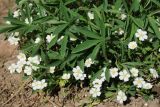 Potentilla alba