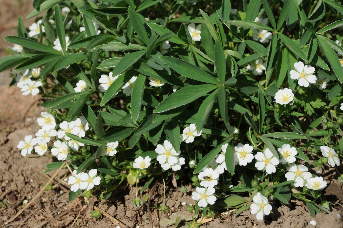 Изображение особи Potentilla alba.