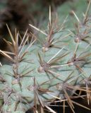 Cylindropuntia cholla