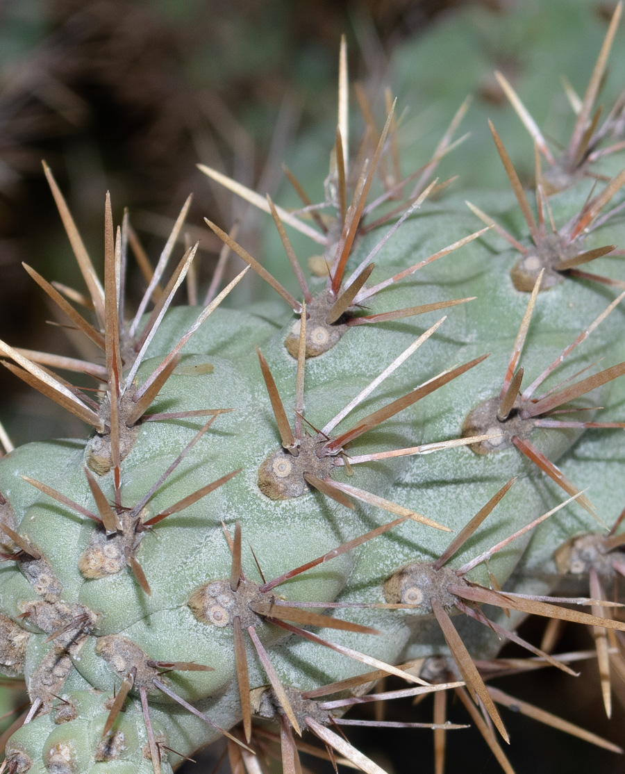 Изображение особи Cylindropuntia cholla.