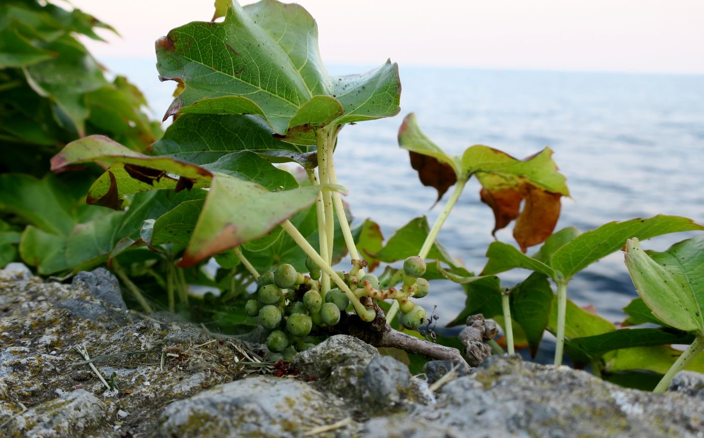 Image of Parthenocissus tricuspidata specimen.