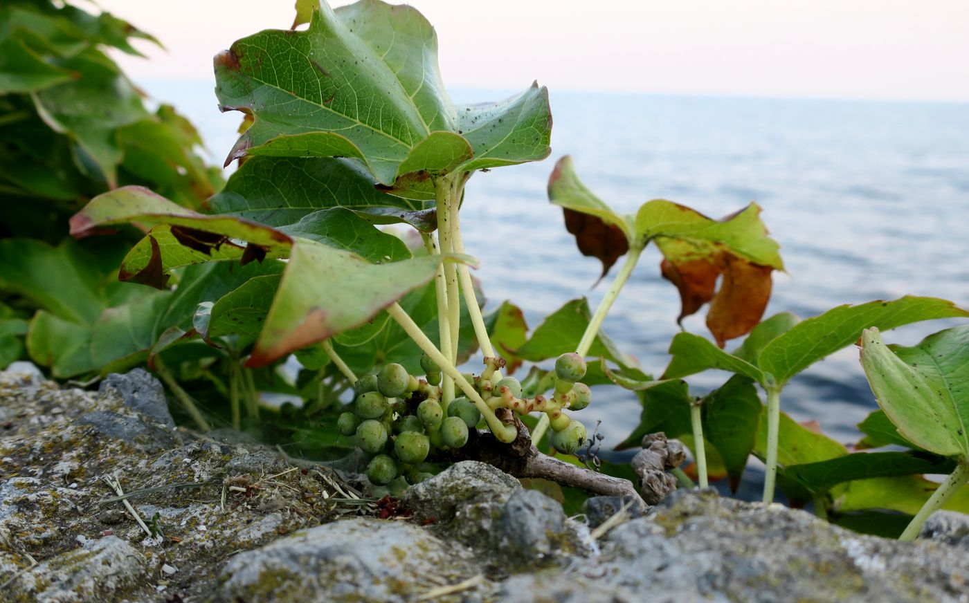 Изображение особи Parthenocissus tricuspidata.