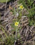 Potentilla argentea. Верхушка цветущего побега. Пермский край, Кунгурский р-н, окр. с. Филипповка, гора Ледяная, разнотравный луг на вершине. 20.06.2021.