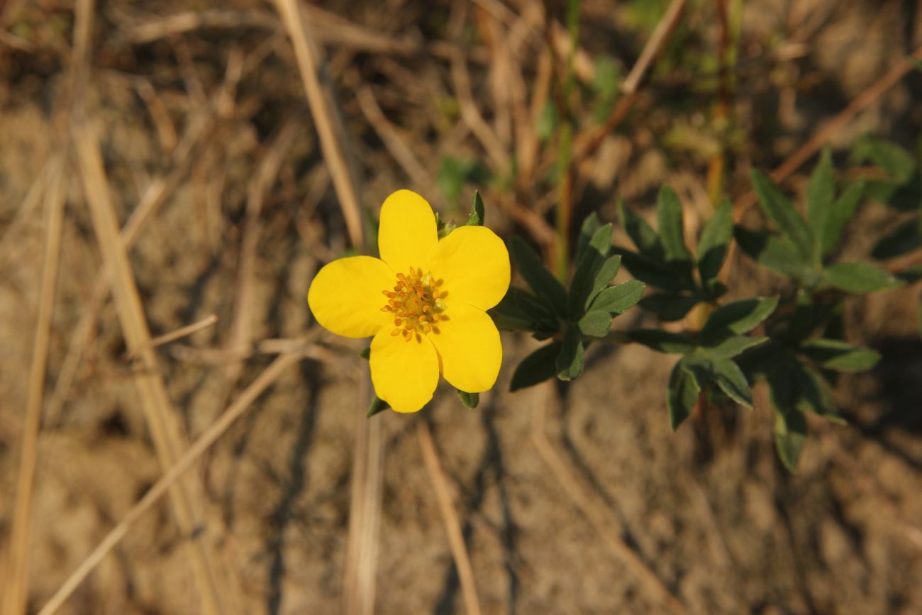 Изображение особи Dasiphora parvifolia.