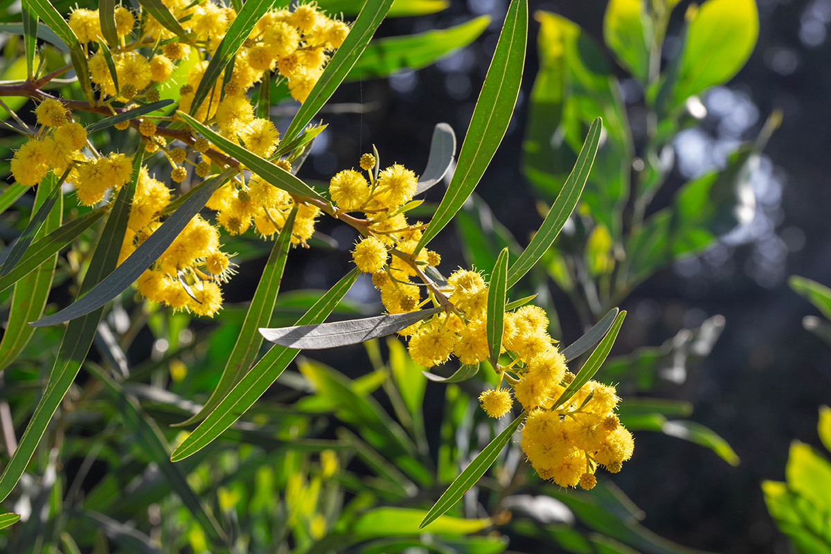 Image of Acacia saligna specimen.