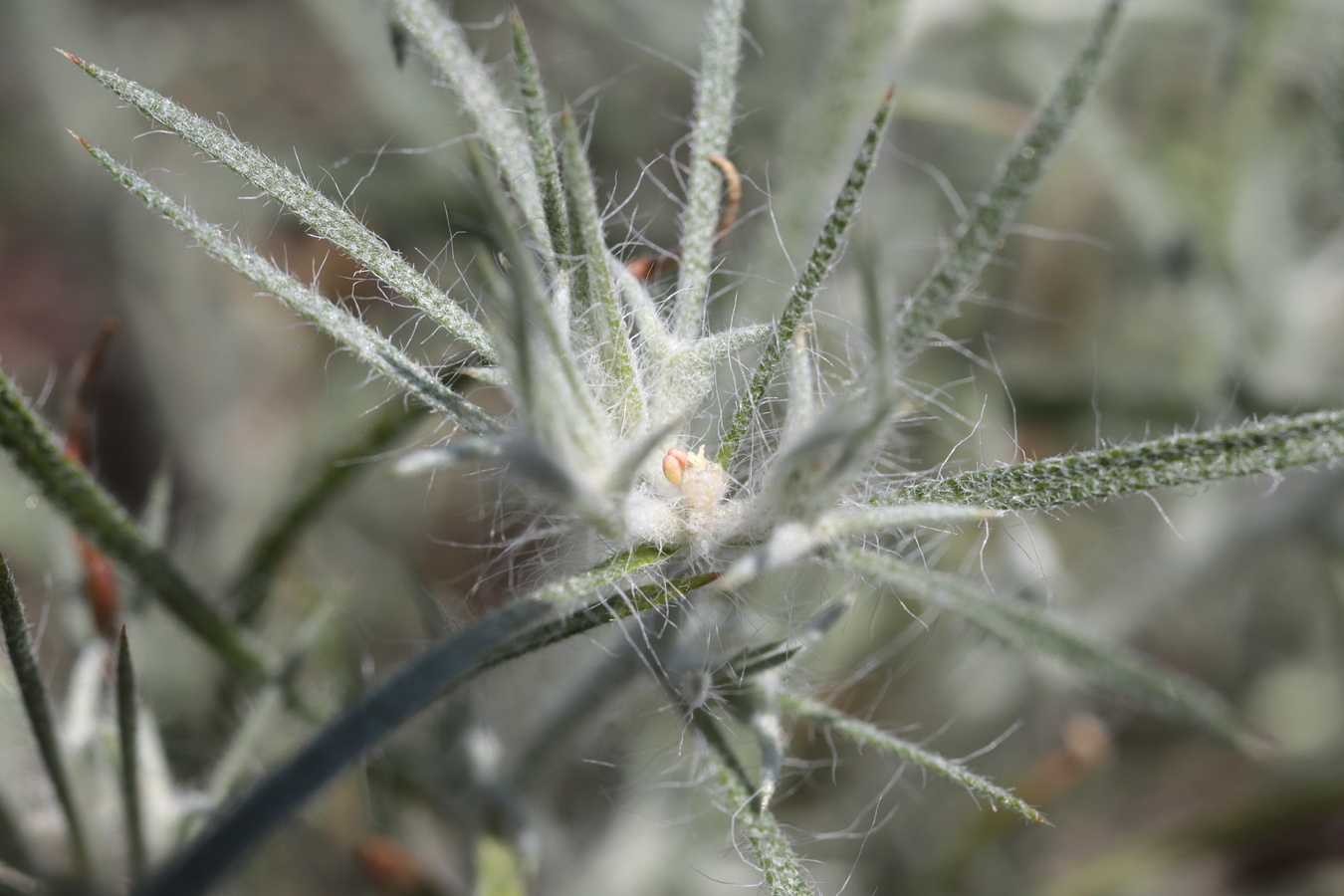 Image of Ceratocarpus arenarius specimen.