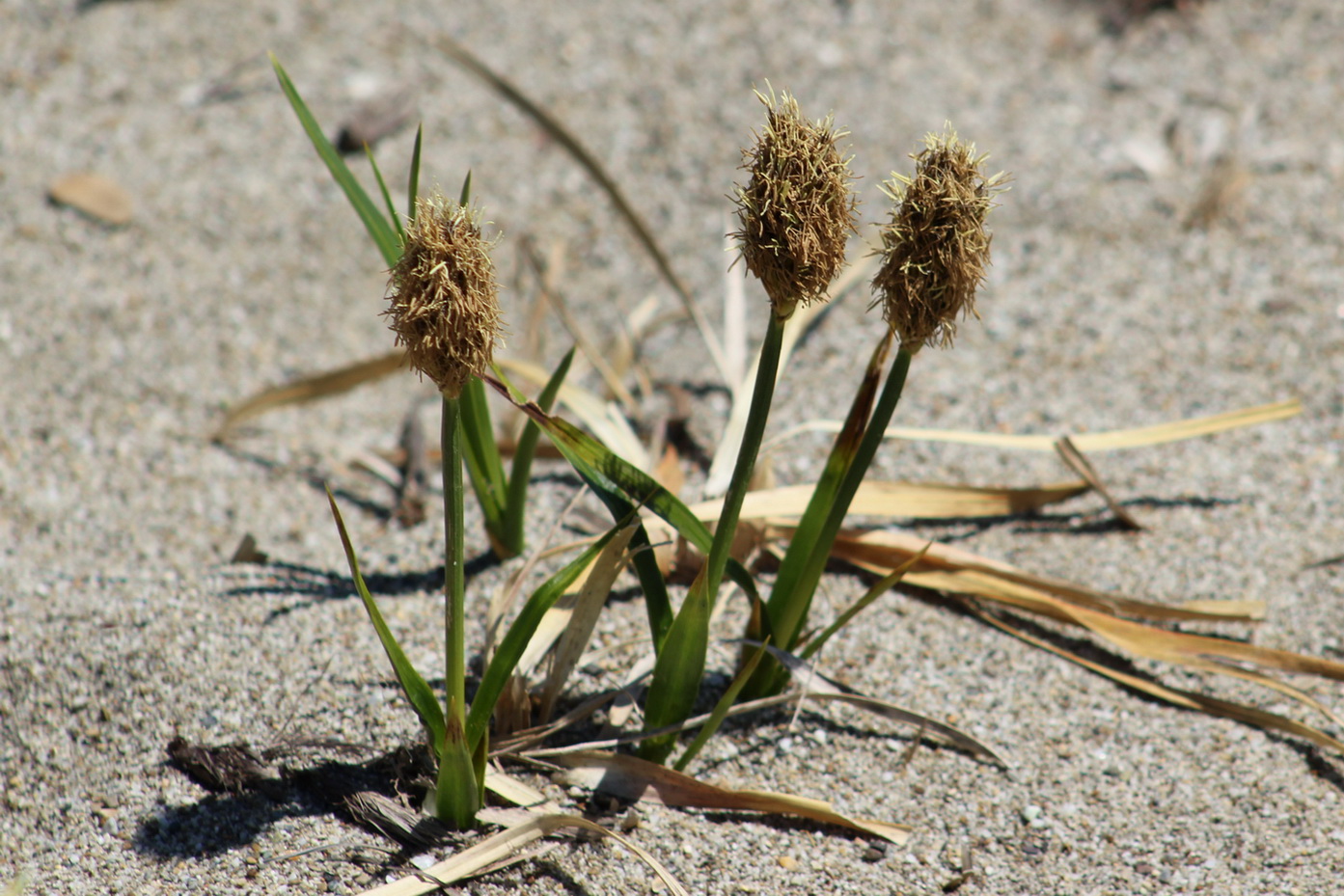 Image of Carex macrocephala specimen.