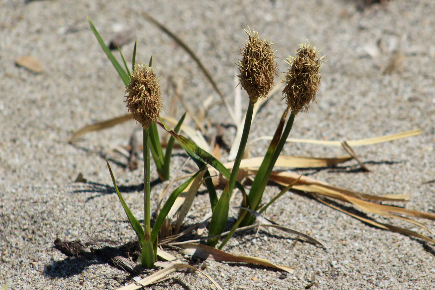 Изображение особи Carex macrocephala.