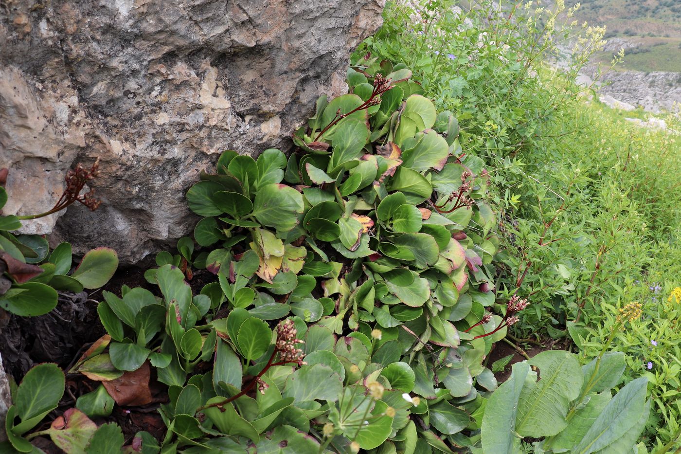 Image of Bergenia ugamica specimen.