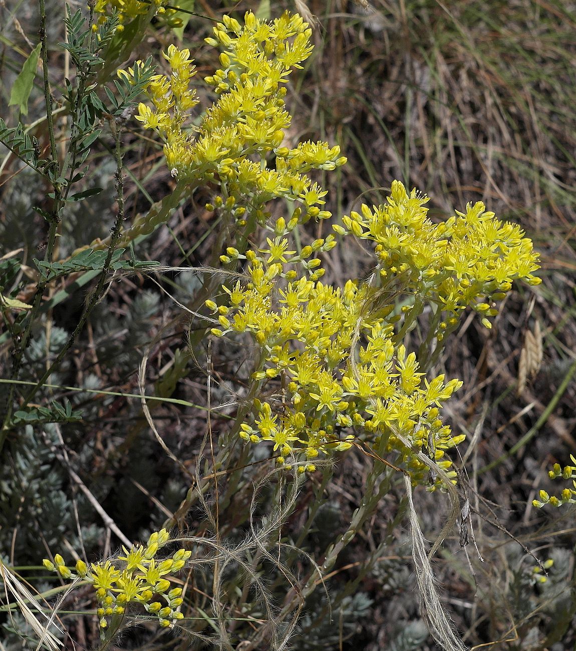 Image of Sedum reflexum specimen.