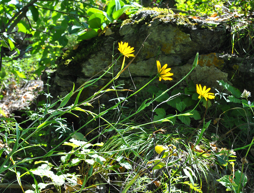 Image of Tragopogon orientalis specimen.