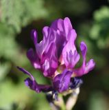 род Astragalus