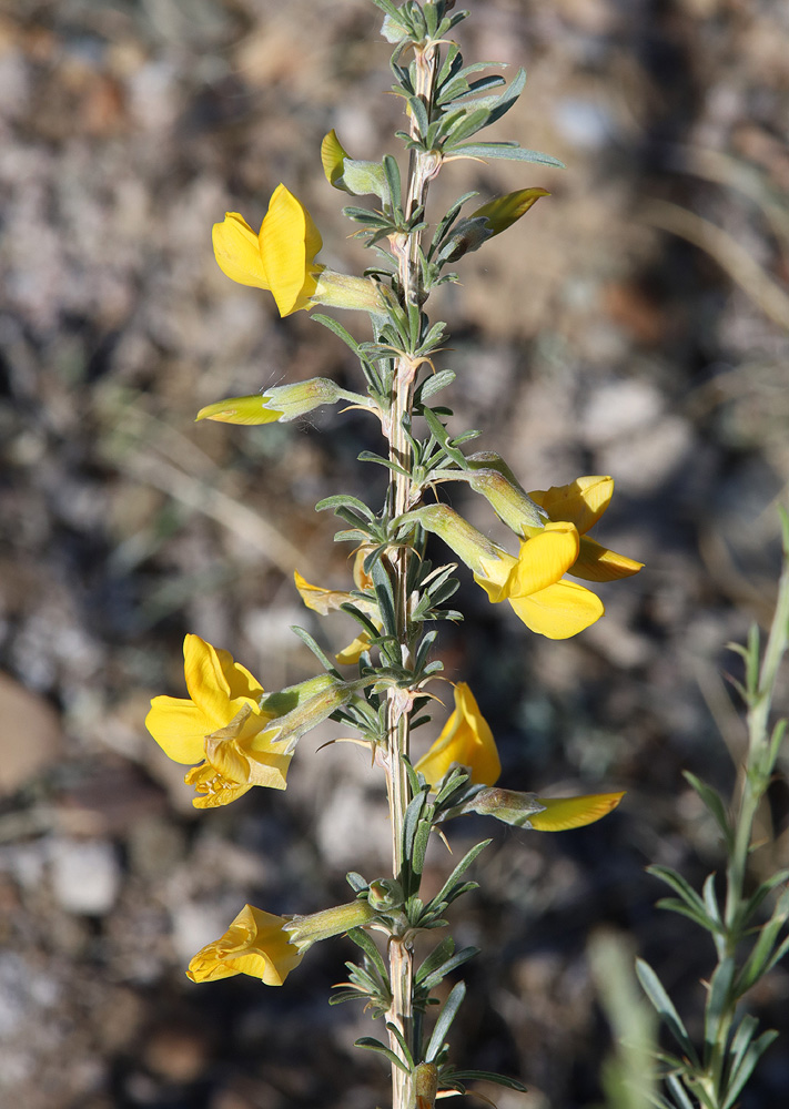 Image of Caragana pygmaea specimen.