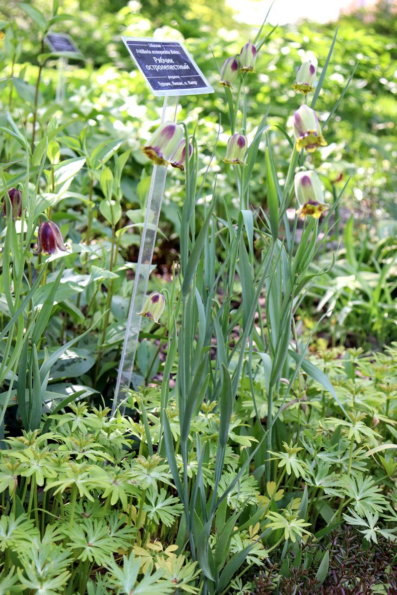 Изображение особи Fritillaria acmopetala.