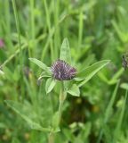 genus Trifolium. Верхушка цветущего растения. Республика Ингушетия, Джейрахский р-н, окр. ур. Кашети, высота ок. 1930 м н.у.м., луг на гребне отрога. 18 июня 2022 г.