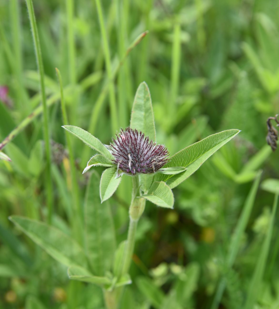 Изображение особи род Trifolium.