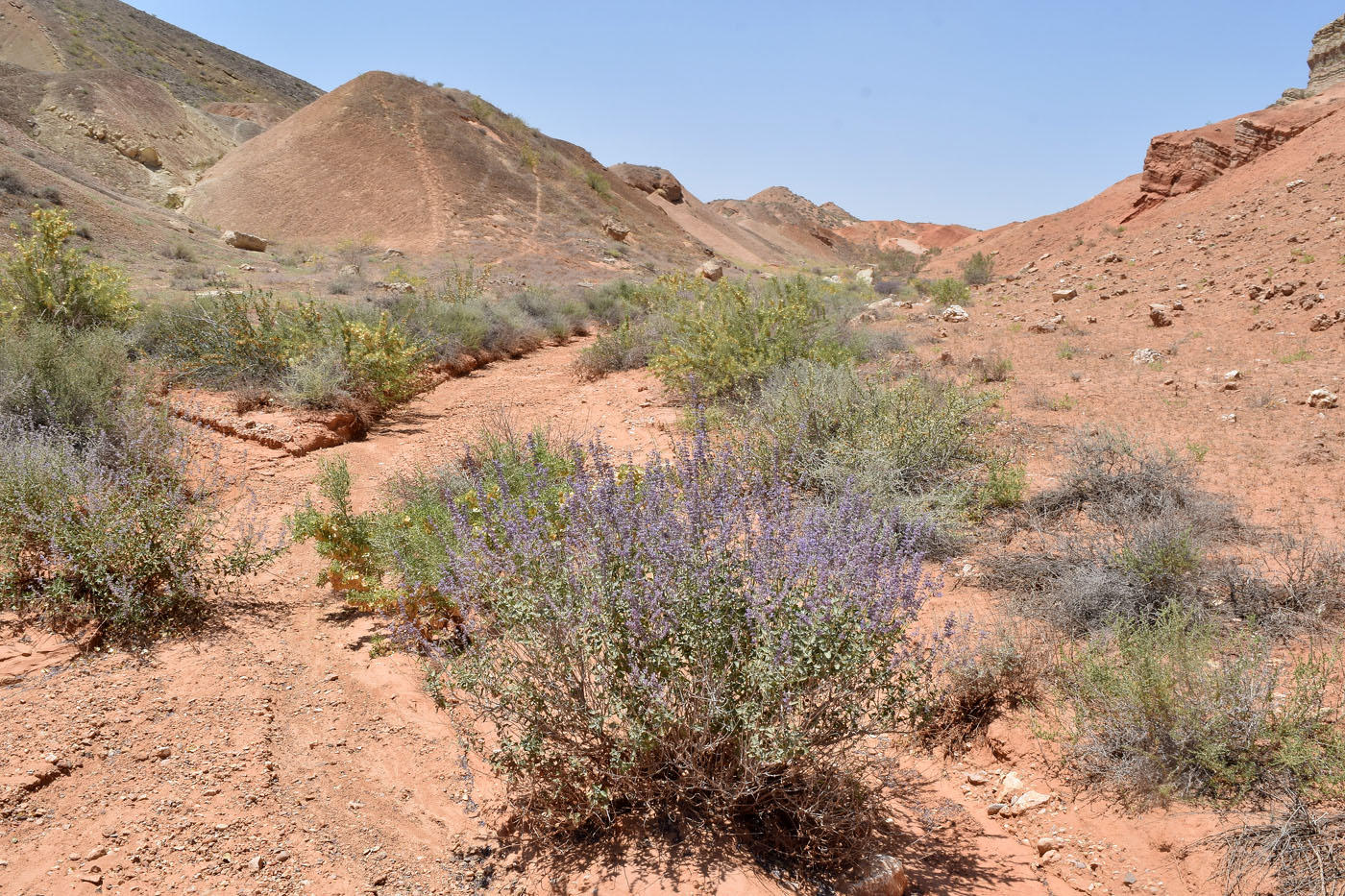 Image of Perovskia scrophulariifolia specimen.