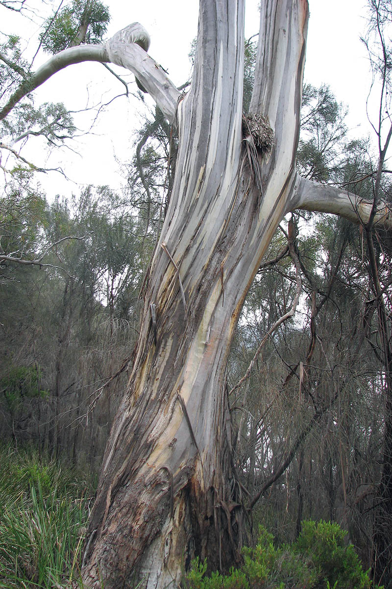 Изображение особи род Eucalyptus.