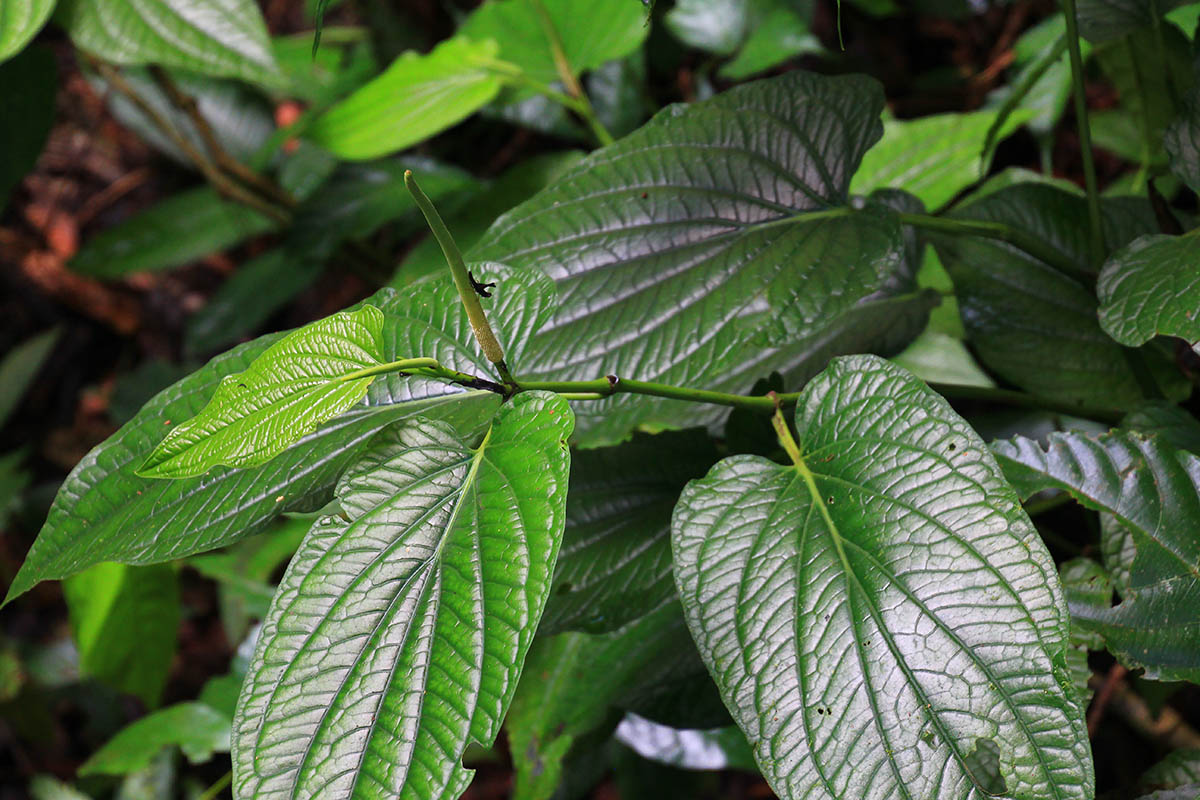 Image of genus Peperomia specimen.