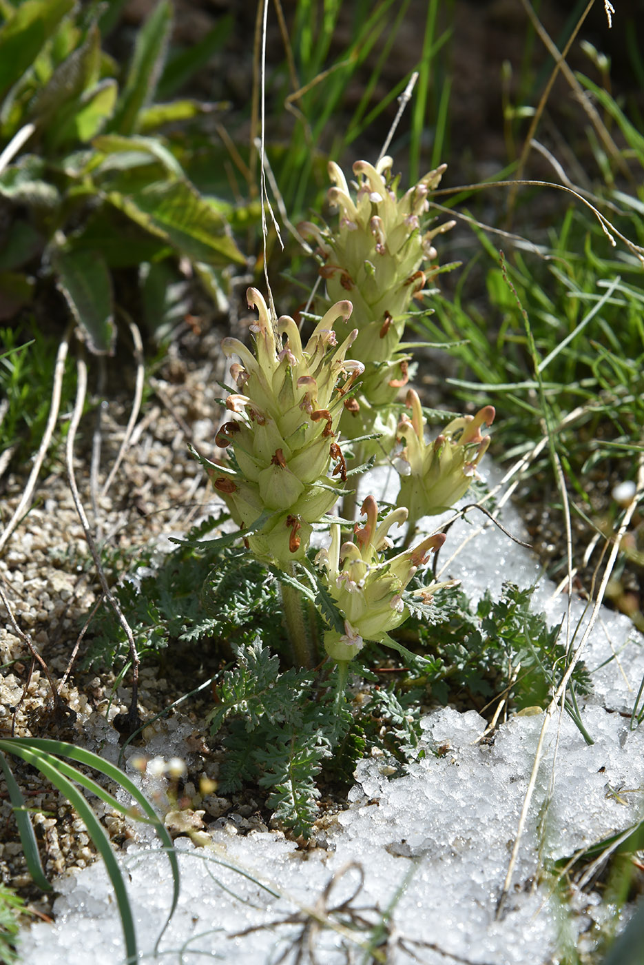 Изображение особи Pedicularis alatauica.